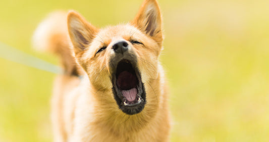 10 manieren om mijn hond minder te laten blaffen