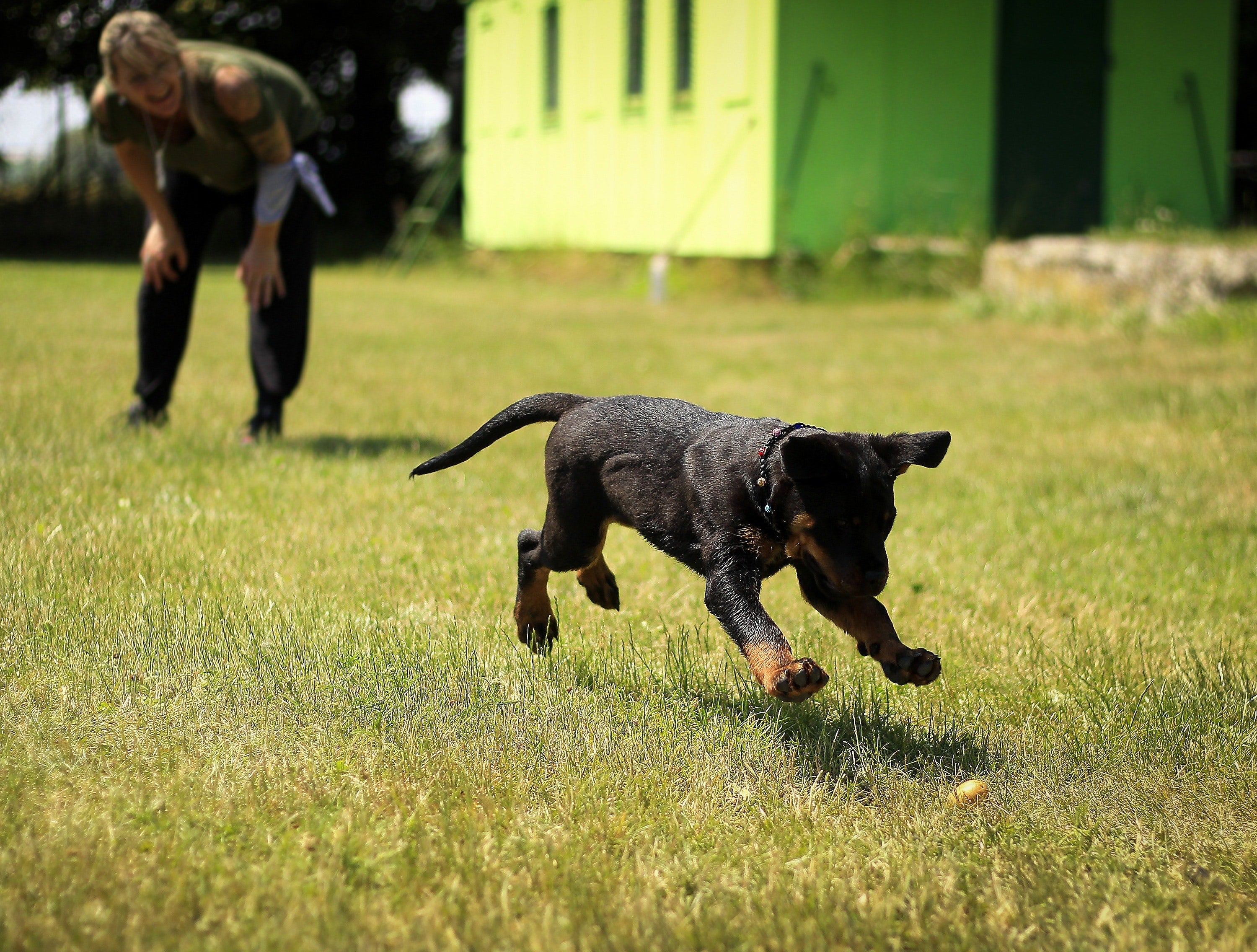 Die 10 besten Möglichkeiten, Zeit mit Ihrem Hund zu verbringen