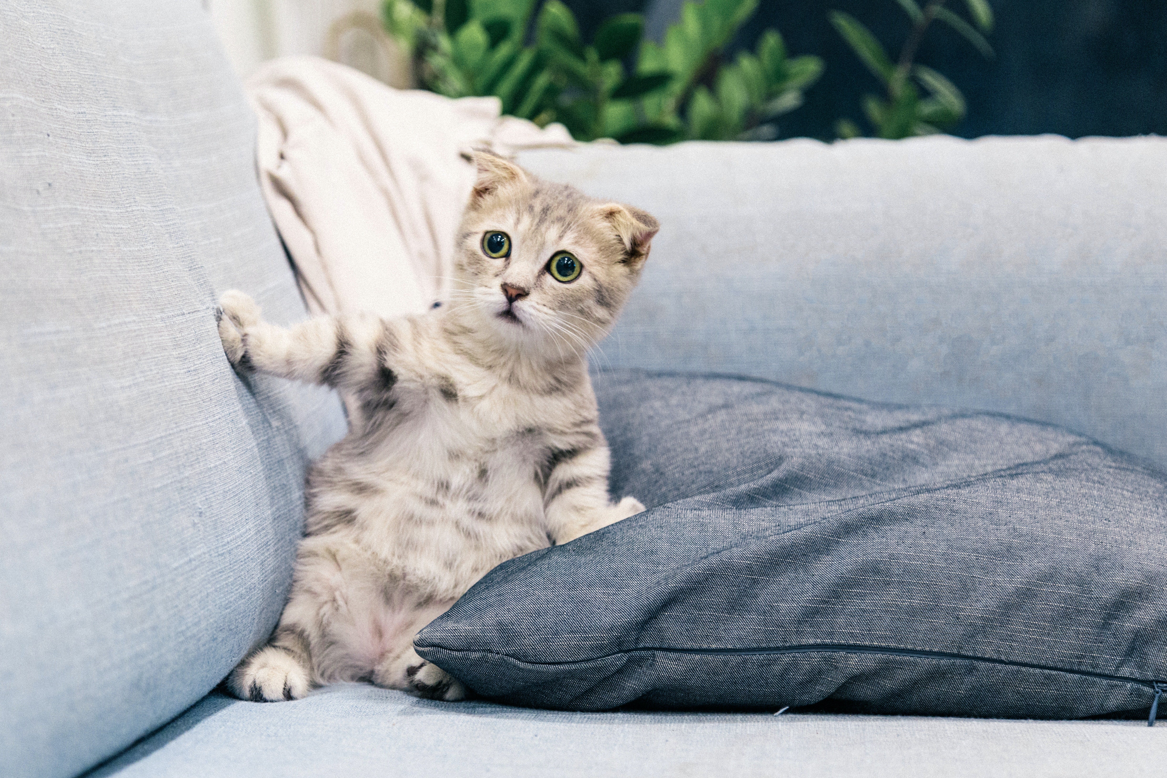 10 manieren om je kat terug te vinden