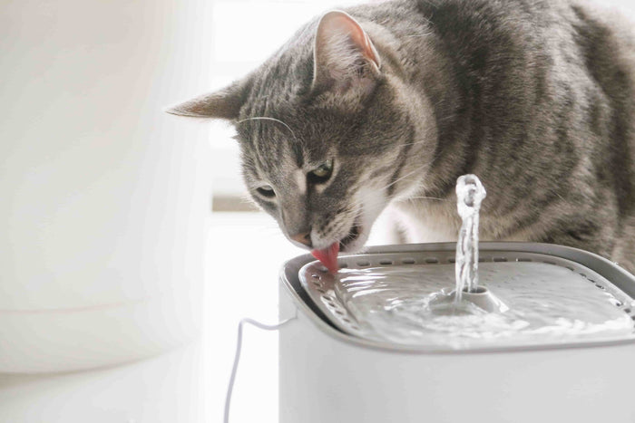 Hoe vaak moet je water verversen bij een drinkfontein?