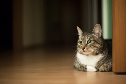 Hoelang kan een kat alleen zijn?