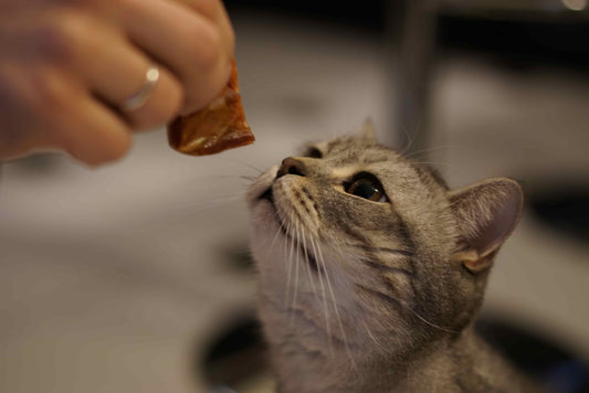 Hoeveel eet een kat per dag?