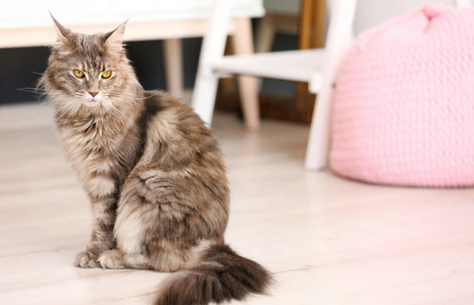 Maine Coon kattenbak automatisch
