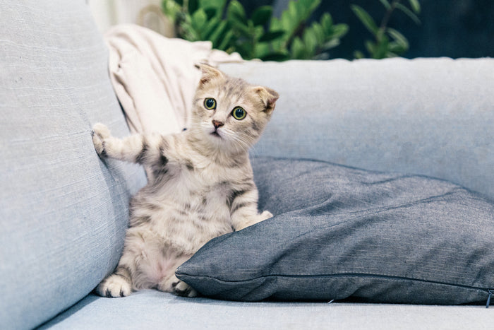 10 manieren om je kat terug te vinden