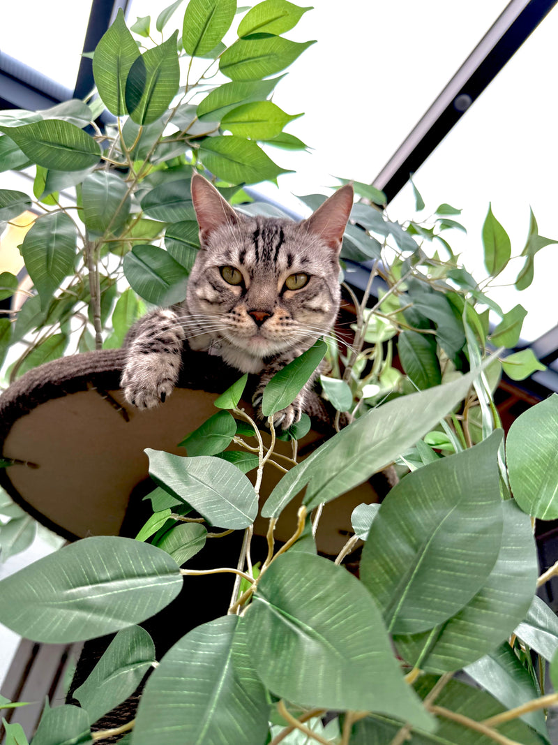 Al 50,000+ tevreden Viervoeter-fans!